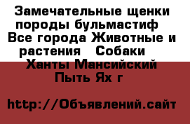 Замечательные щенки породы бульмастиф - Все города Животные и растения » Собаки   . Ханты-Мансийский,Пыть-Ях г.